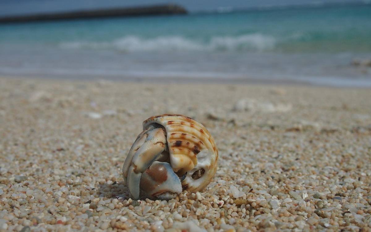 hermit crab signifying isolation for hypnotherapy article